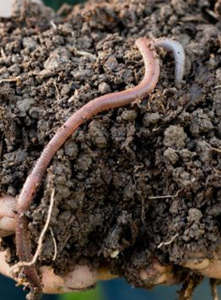 Worms Tiger Worms- image 0