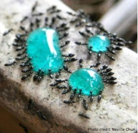 Exterm-An-Ant image 1