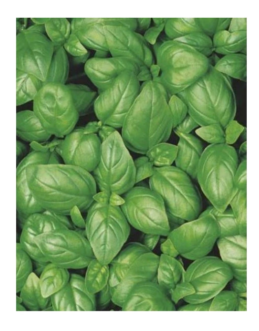 Basil Sweet Genovese ORGANIC