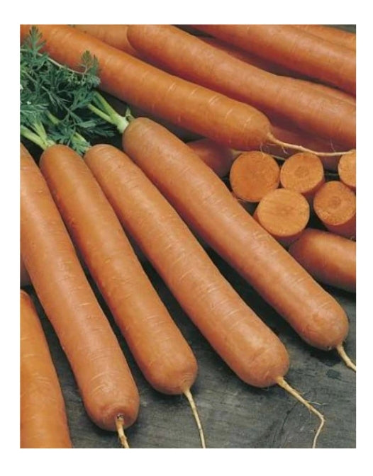 Carrot Early Nantes ORGANIC