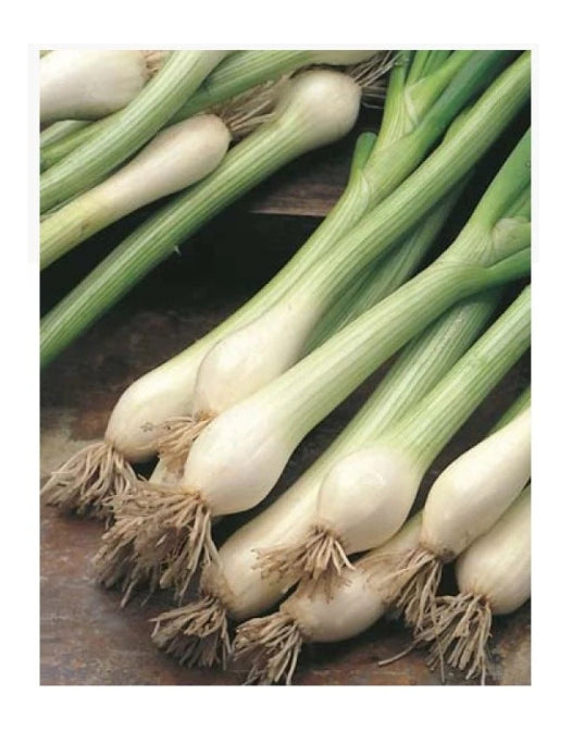 Spring Onion Bunching Nebuka ORGANIC
