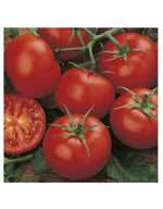 Tomato Moneymaker ORGANIC
