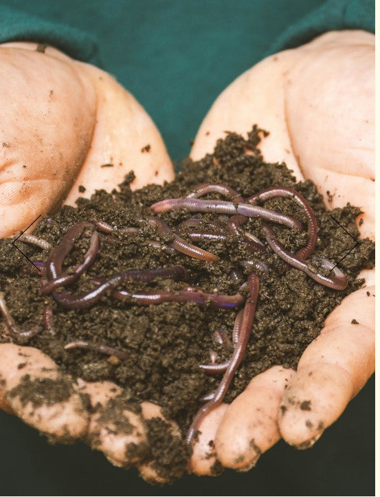 Worms  - Tiger Worms - Composting Worms