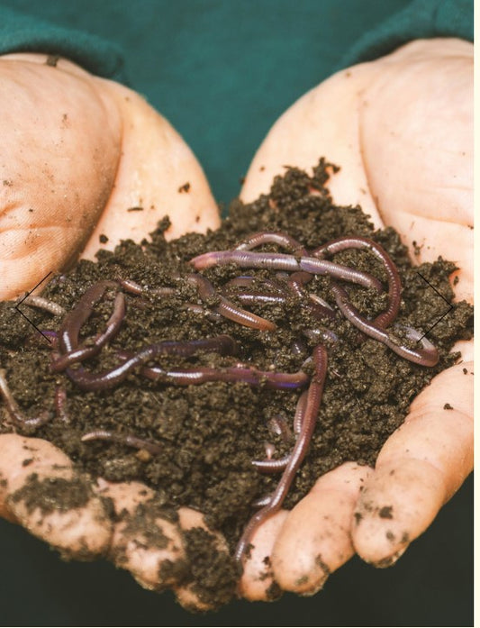 Worms  - Tiger Worms - Composting Worms