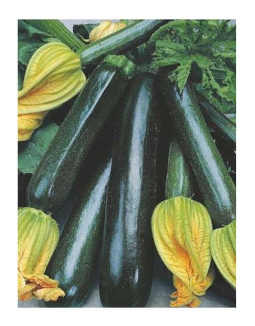 Zucchini Black Beauty ORGANIC