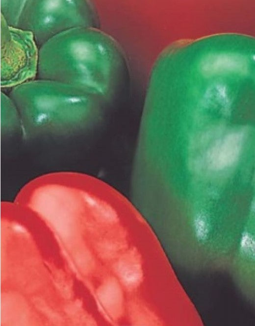 Capsicum Californian Wonder ORGANIC image 0
