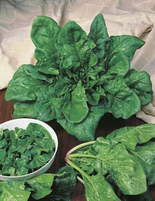 Spinach Matador ORGANIC image 0