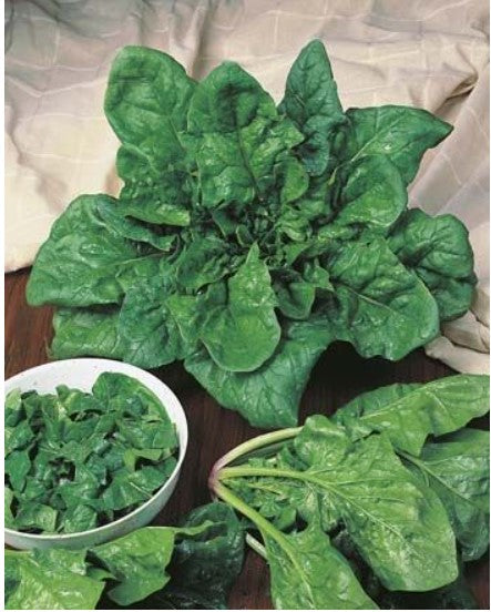 Spinach Matador ORGANIC image 2